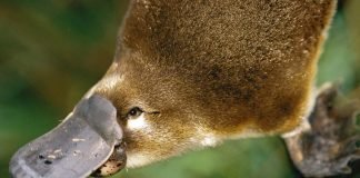 Ядовитые животные мира: кого надо бояться больше всех?