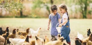 Правильное кормление кур