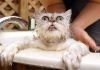 Как нужно купать кота? Подробности «мокрого дела»