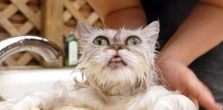 Как нужно купать кота? Подробности «мокрого дела»