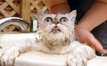 Как нужно купать кота? Подробности «мокрого дела»