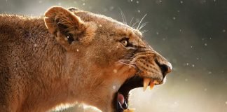 Животный каннибализм: кто без оглядки съедает своих?