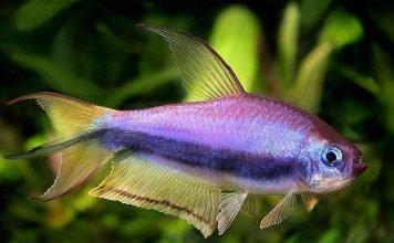 Тетра королевская – роскошная рыбка для аквариума