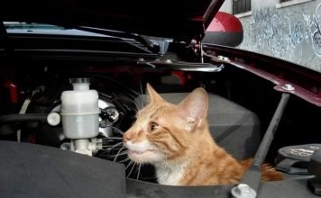 Кошка из Воронежской области прокатилась под капотом хозяйского автомобиля 500 километров