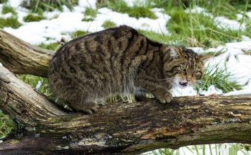 Американские лесорубы спасли дикую кошку