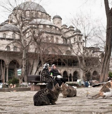 Босфорские коты