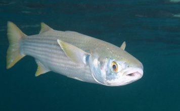 Рыба лобан, она же – черная кефаль