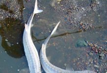 Лопатонос обыкновенный. Все о необычной рыбе