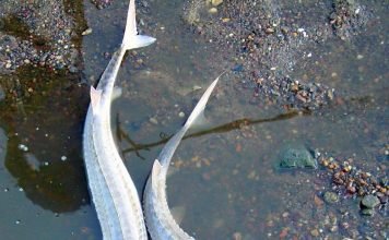 Лопатонос обыкновенный. Все о необычной рыбе