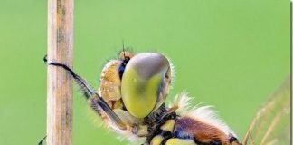 Потрясающий мир маленьких животных