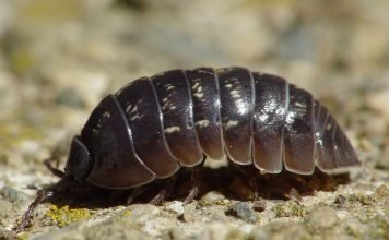 Мокрица: насекомое или рак?