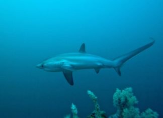 Морская лисица: не зверь, а рыба