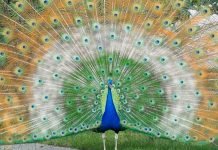 Национальные птицы разных стран: фото и описание