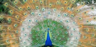 Национальные птицы разных стран: фото и описание