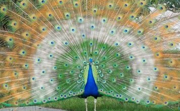 Национальные птицы разных стран: фото и описание