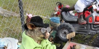 Как собирают деньги для школы с помощью животных