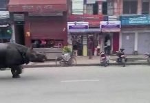 Сбежавший носорог напал на прохожих в Непале