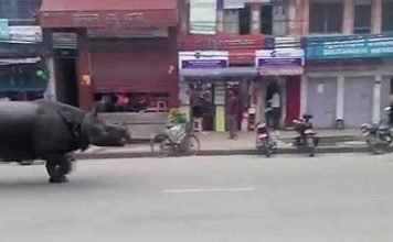 Сбежавший носорог напал на прохожих в Непале