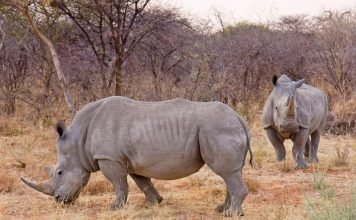 Носороги: интересные факты об удивительных животных