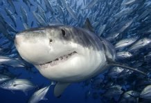 Опасные и кровожадные хищники океанов