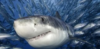 Опасные и кровожадные хищники океанов