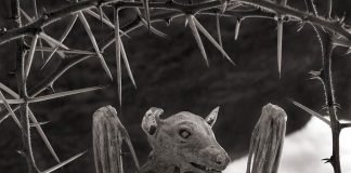 Озеро Натрон в кадре Ника Брандта