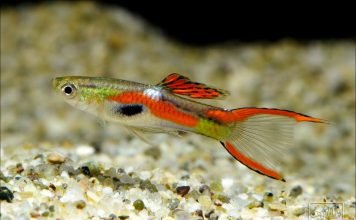 Рыбка пецилия
