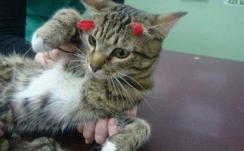 Первоуральский кот, который получил в голову два выстрела из арбалета, выжил