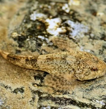 Рыба подкаменщик: за что она получила свое название?