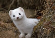 Фауна подземного «царства»: кто живет у нас под ногами?