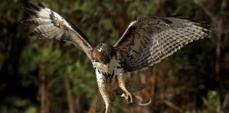 Схватка птицы и змеи: когти против яда