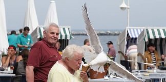 Как птицы смеются над людьми: пернатая наглость во всей красе