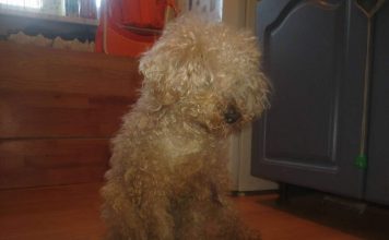 Связанного и выброшенного в мусорный бак карельского пуделя, спасли местные жители