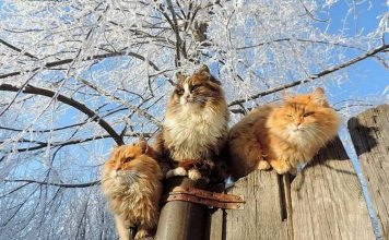 Под Барнаулом живет колония роскошных сибирских котов
