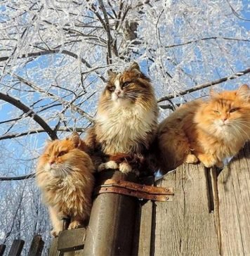 Под Барнаулом живет колония роскошных сибирских котов