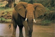 Самые сильные животные в мире: кто они?