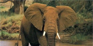 Самые сильные животные в мире: кто они?