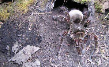 Птицеед — самый большой паук в мире