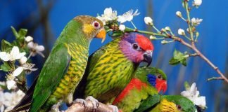 Самые красивые птицы мира