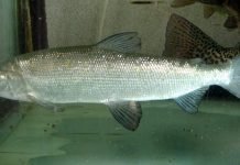 Рыба сиг проходной: самые интересные факты