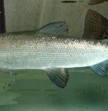 Рыба сиг проходной: самые интересные факты