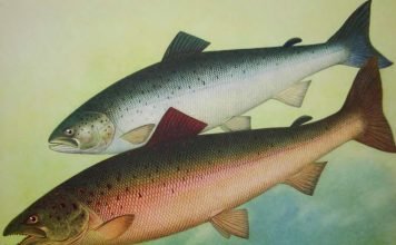 Кто такая рыба сёмга?