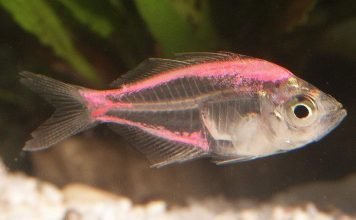 Окунь стеклянный: все о прозрачной рыбе