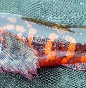 Рыба красный терпуг (или зайцеголовый терпуг)