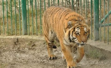 Тигрица Кассандра приехала из Геленджика ради свидания с диким женихом