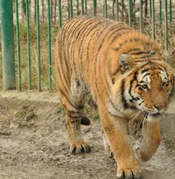 Тигрица Кассандра приехала из Геленджика ради свидания с диким женихом