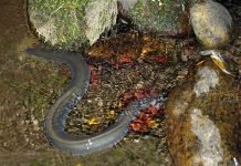 Рыба угорь: фото