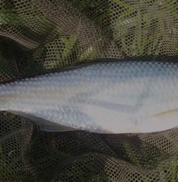 Уклейка, она же – силявка: фото рыбы, описание