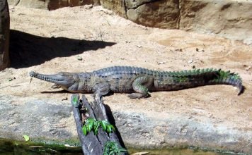 Узкорылый крокодил обитающий в Австралии