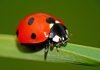 Зачем божьей коровке такой яркий наряд?